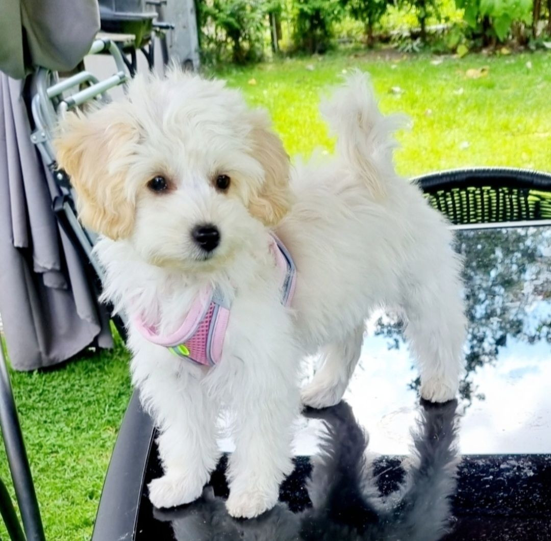 Maltipoo