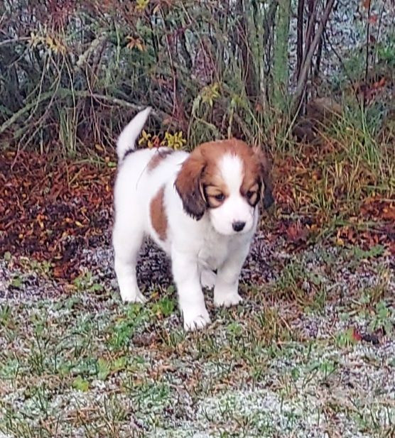 Dutch Kooikerhondje