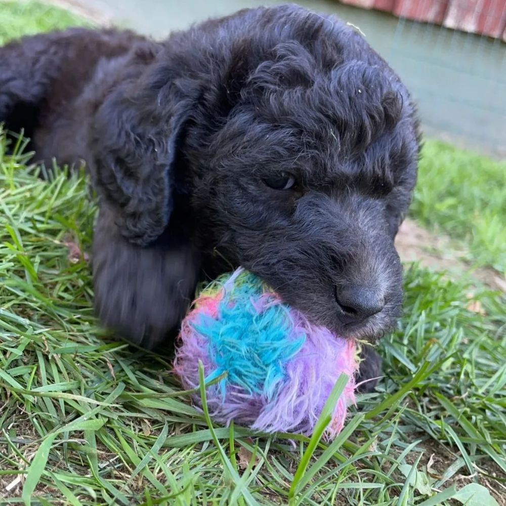 Lyckornaslabradoodle