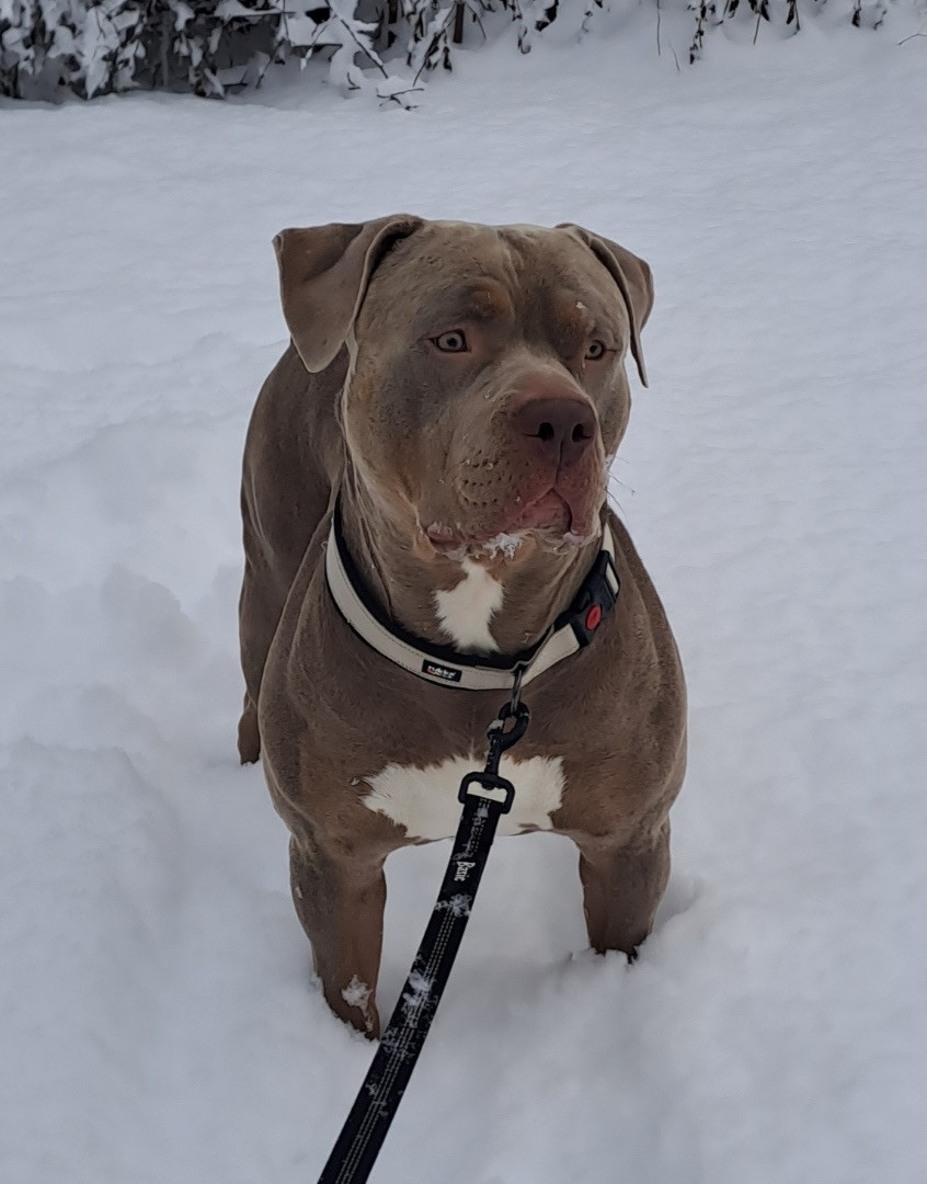 Amstaff BullyXL · 2025-11-27 · Stallarholmen · Anna E.