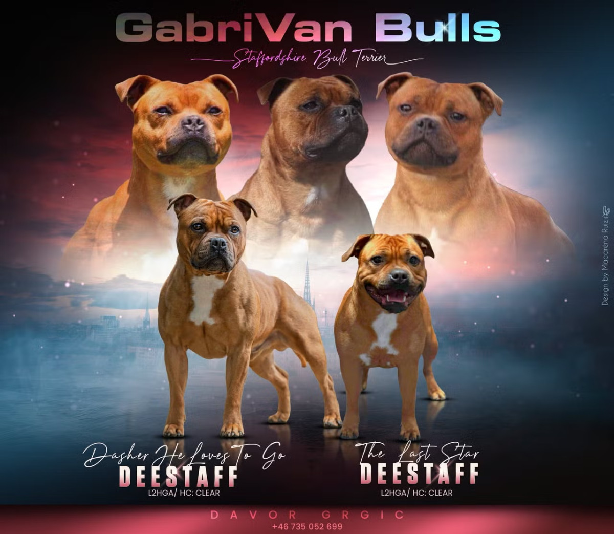 Staffordshire Bull Terrier