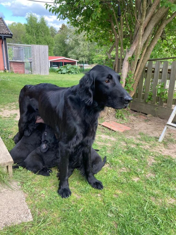 Flat Coated Retriever