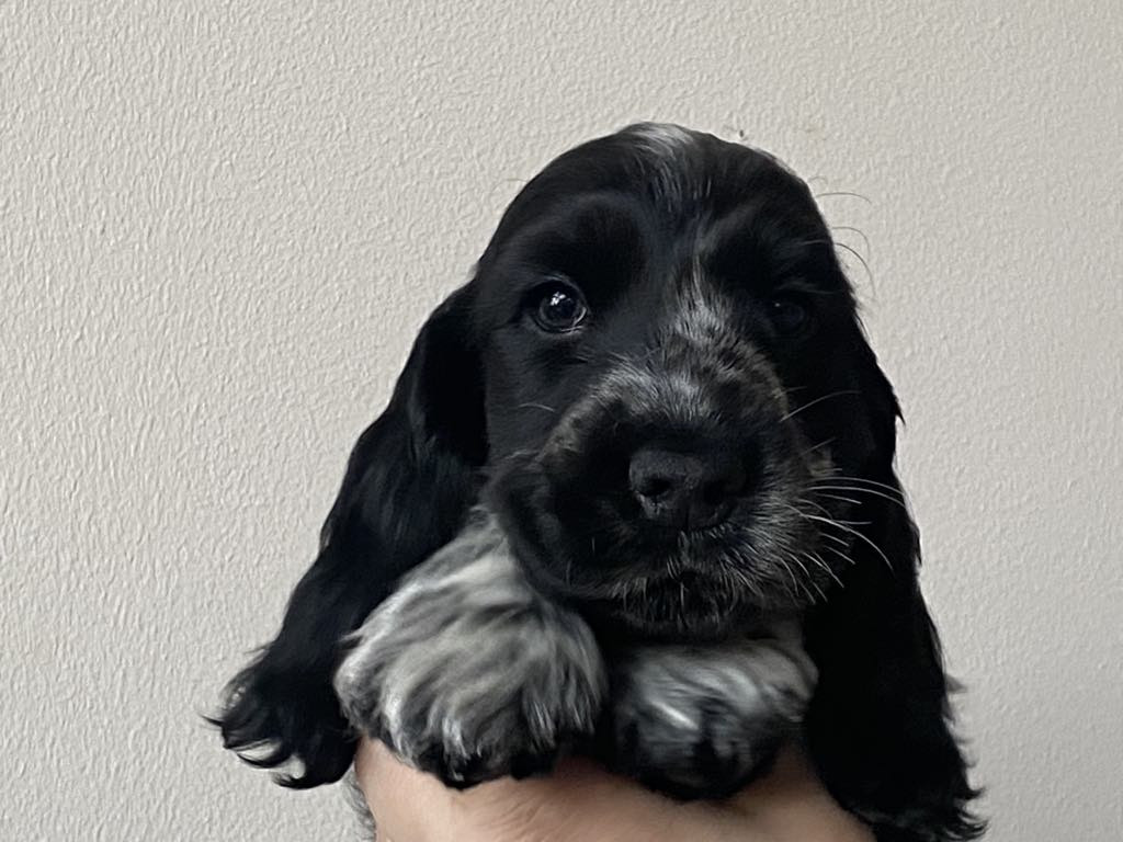 Puppy Dream's