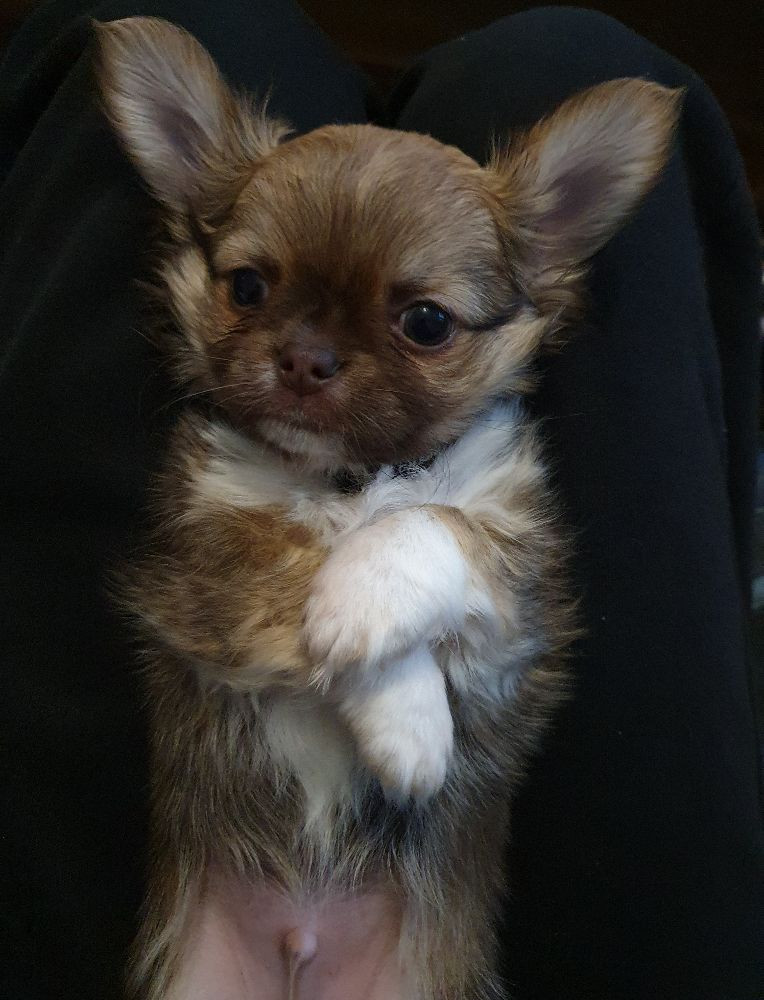 Chihuahua