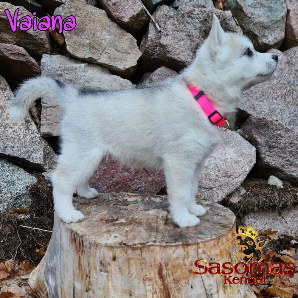 Sasomas