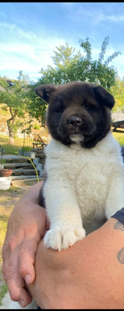 Huses Akita