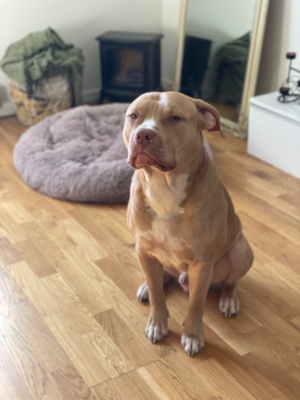 American Bully
