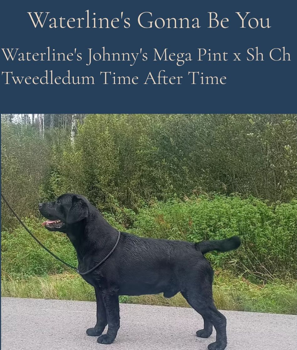 Labrador Retriever