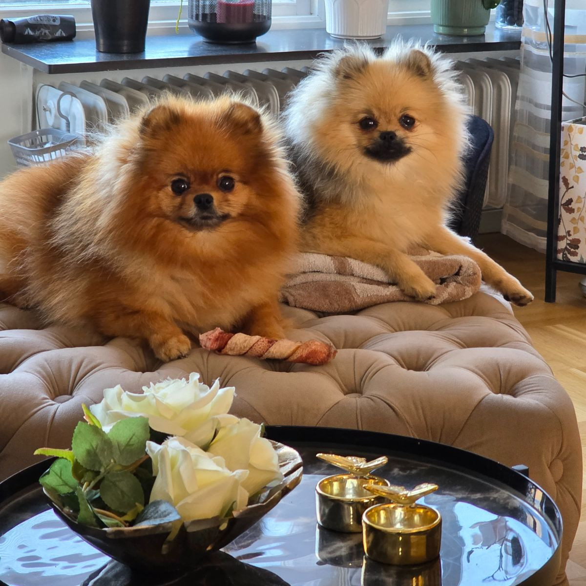 Piccolo Pom's kennel