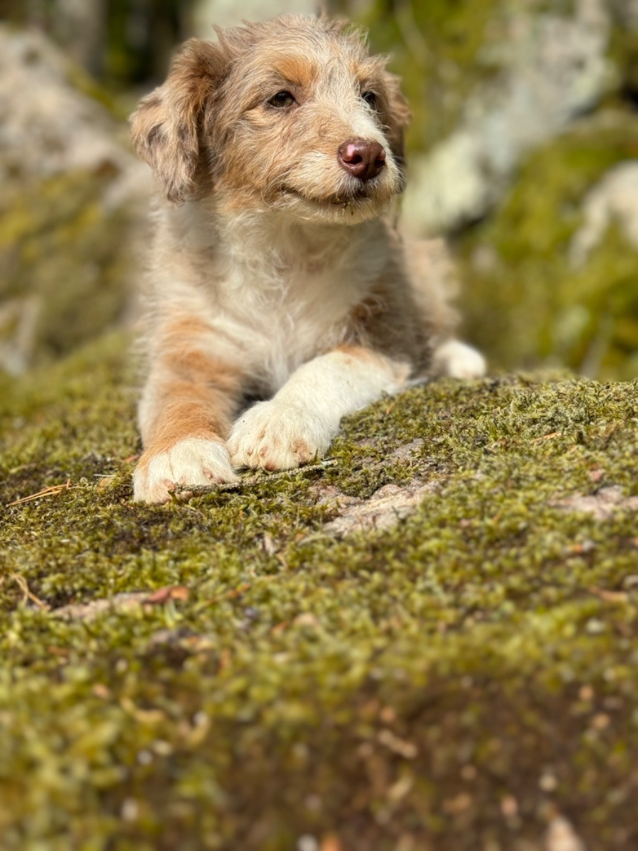 Isadoras Pudel och Cockerpoo