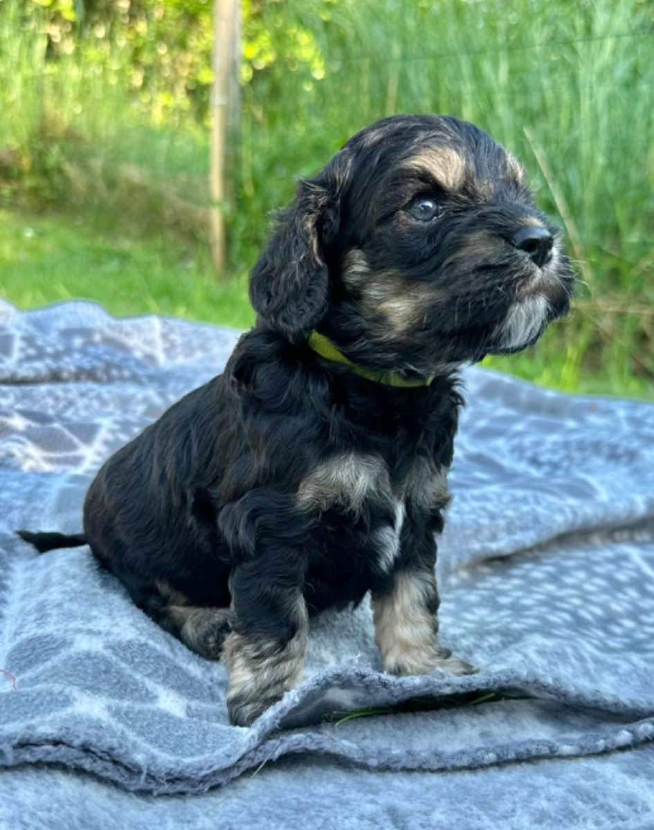 Amerikansk Cockerpoo