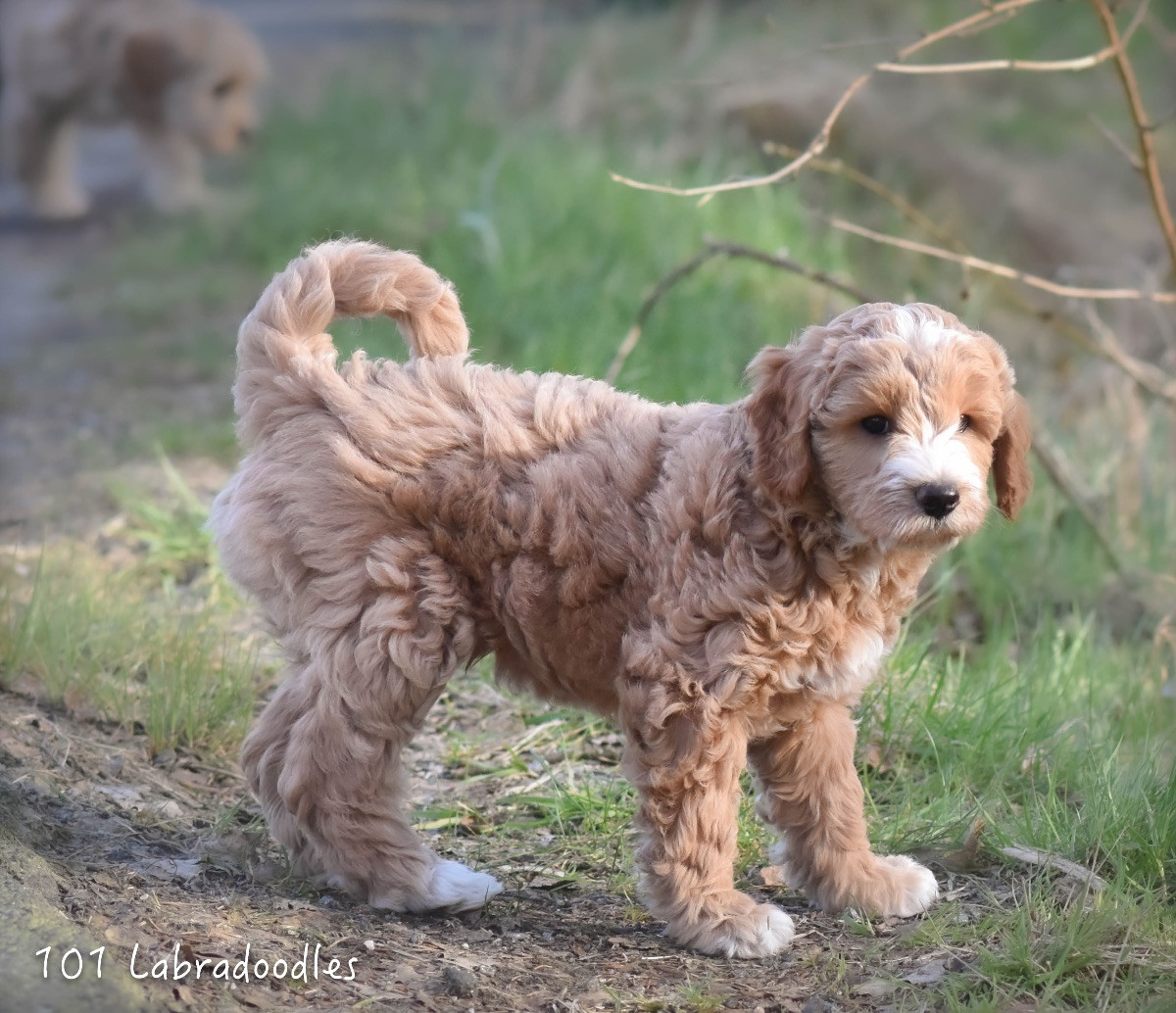 101 Labradoodles
