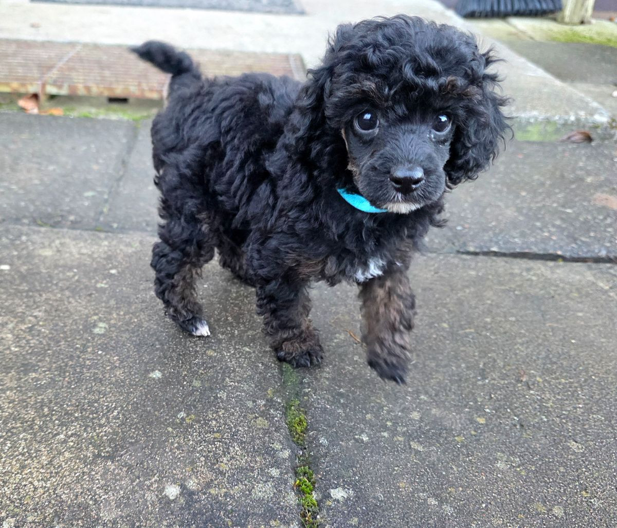 Miniature Poodle · 2025-10-22 · Kungsör · Monmo Line's
