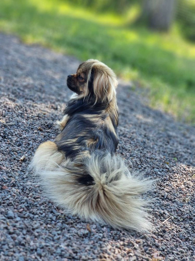 Tibetan Spaniel