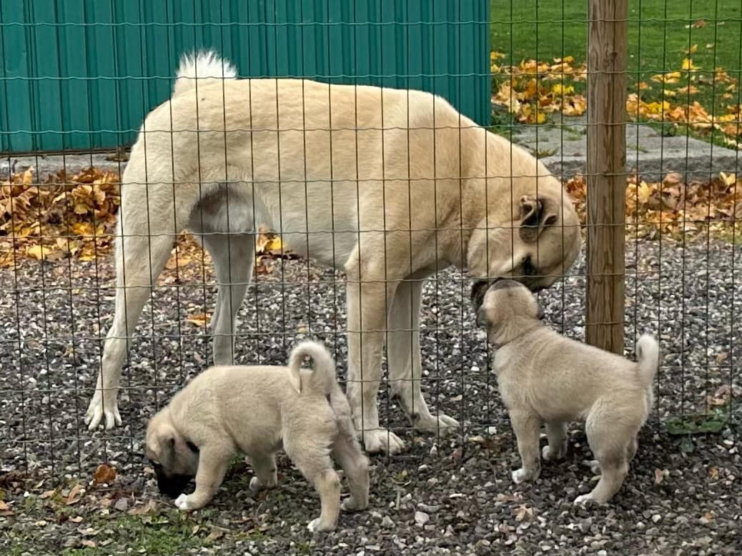 Kangal çoban köpegi