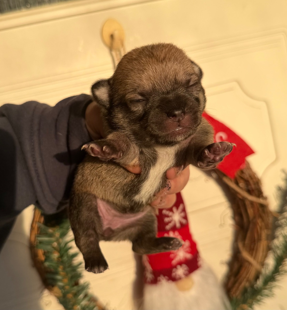 Chihuahua