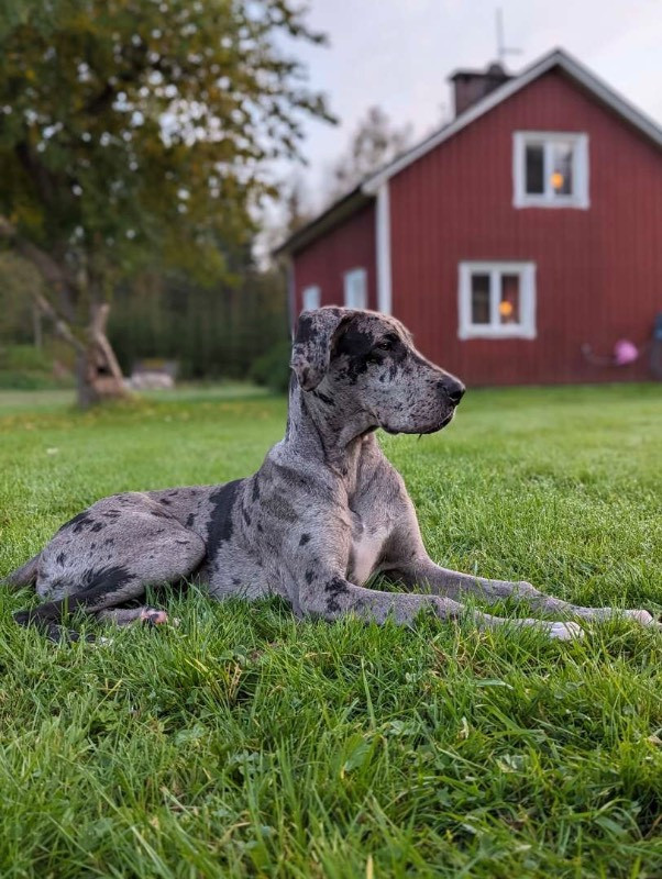 Great Dane (Grand danois)