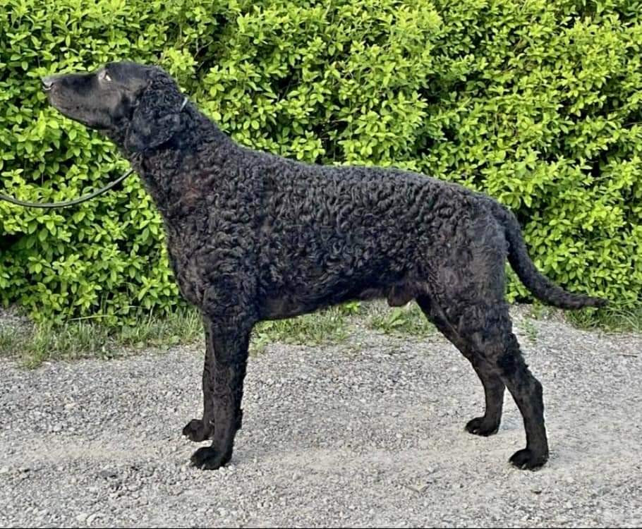 Svansviftarnas kennel