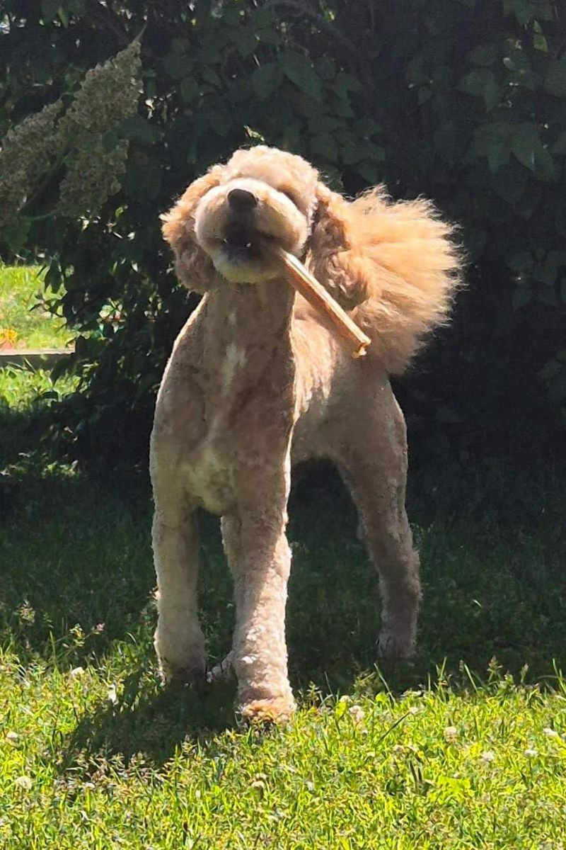 Lundatorpet