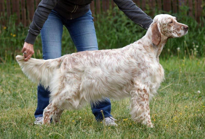Farthingale Touch of Orange