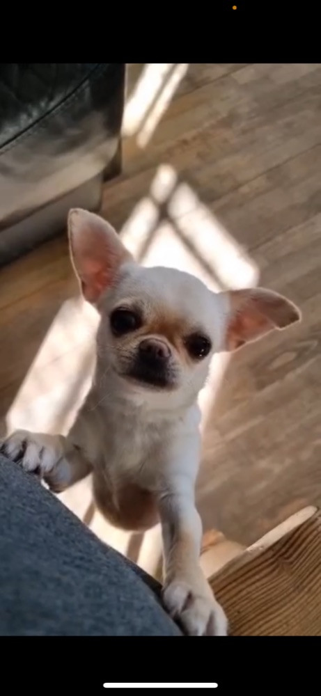 Chihuahua