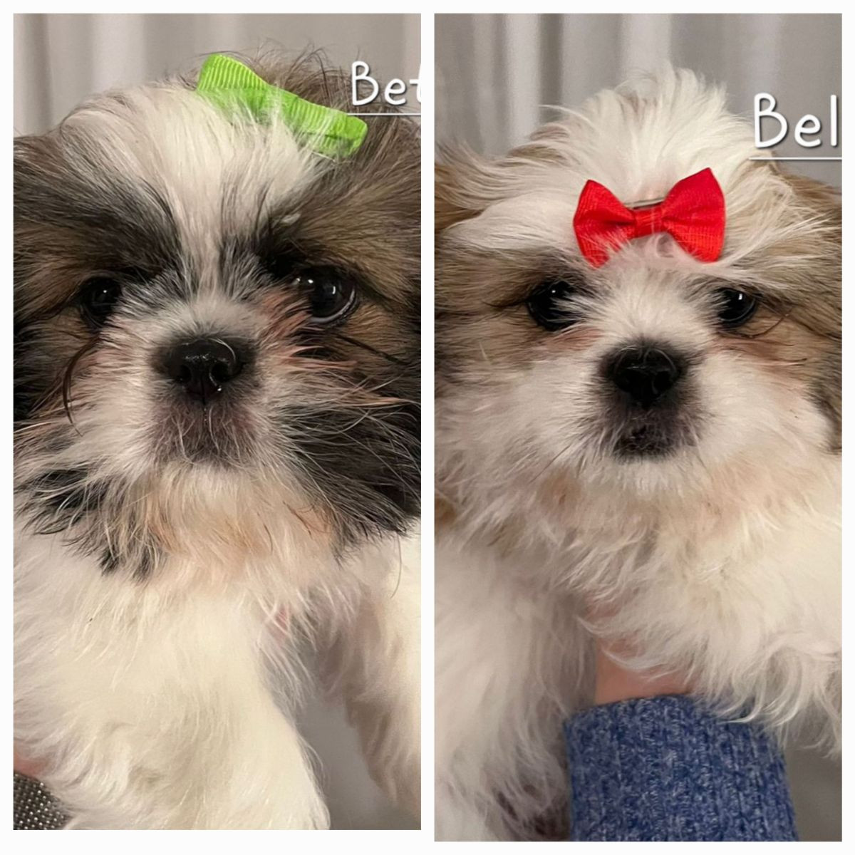Shih Tzu