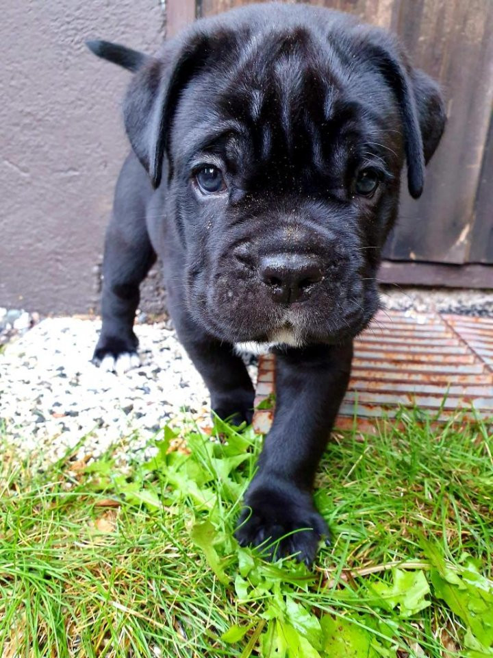 Cane Corso