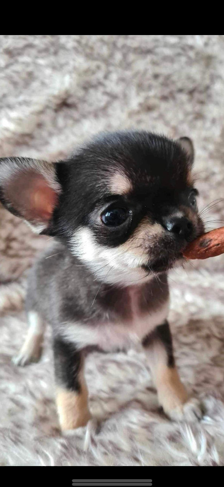 Mini chipette