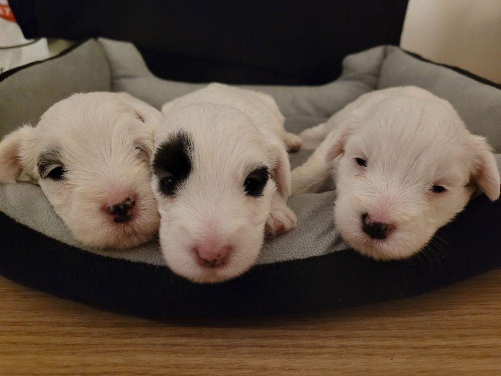 White clownes