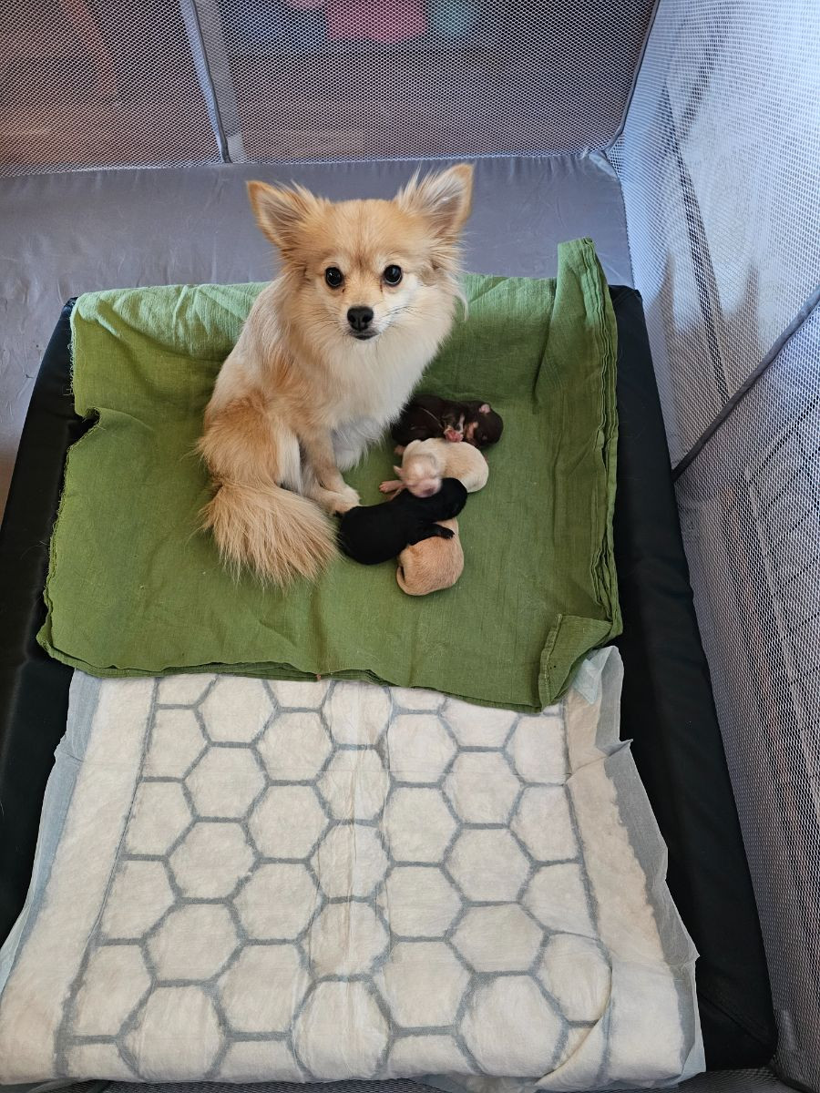 Pomchi
