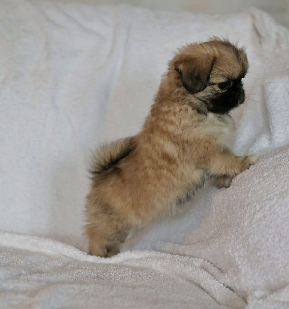 Tibetan Spaniel