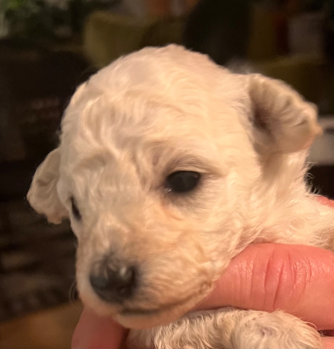 Miniature Poodle · 2025-10-19 · Tyresö · Anuradha's