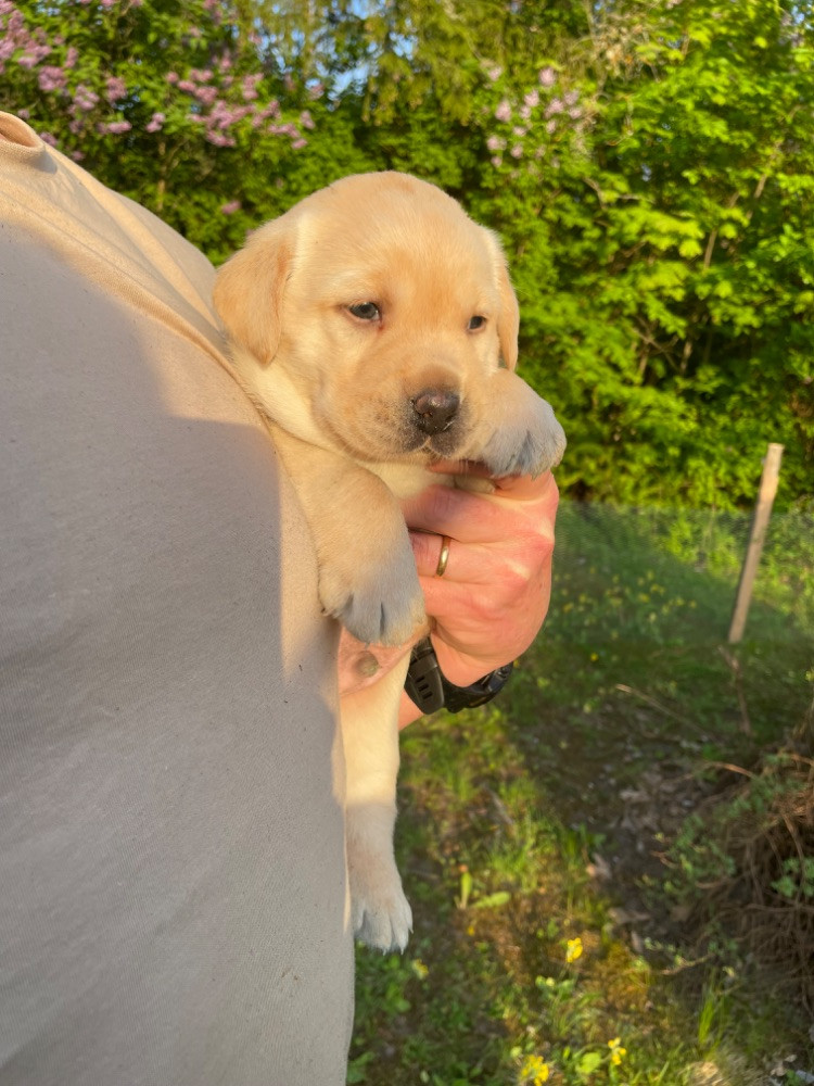 Labtrackdogx