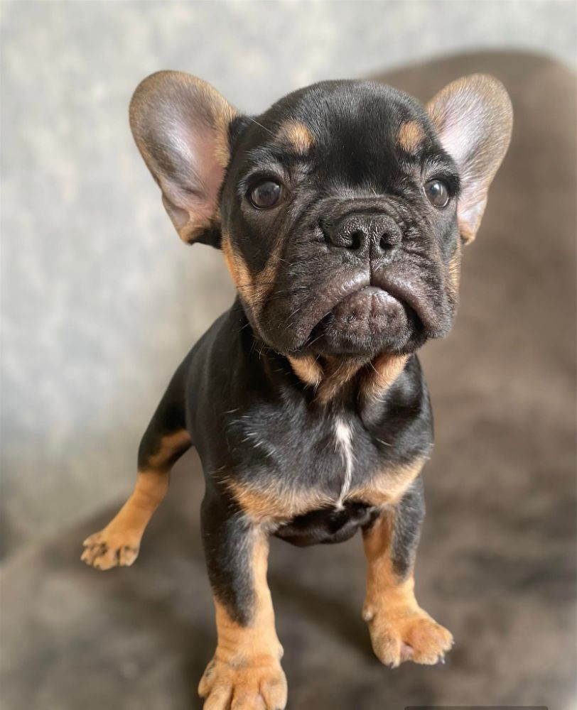 French Bulldog