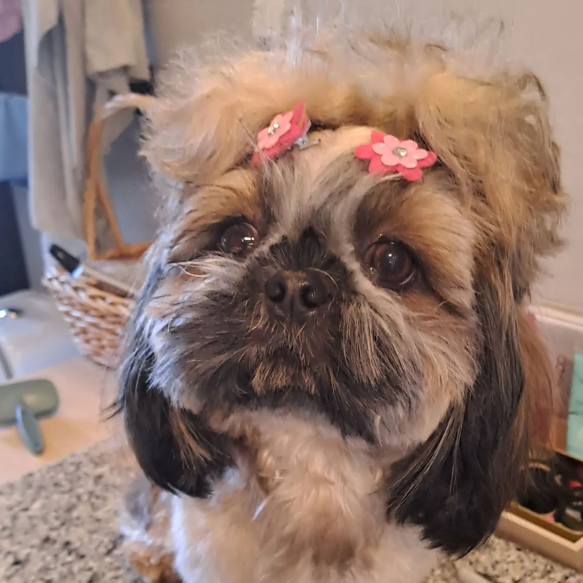 The merry shih-tzu family