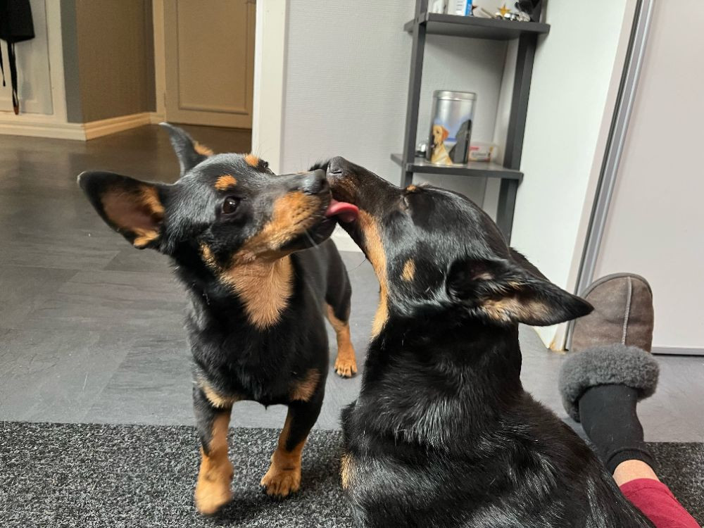 Lancashire Heeler