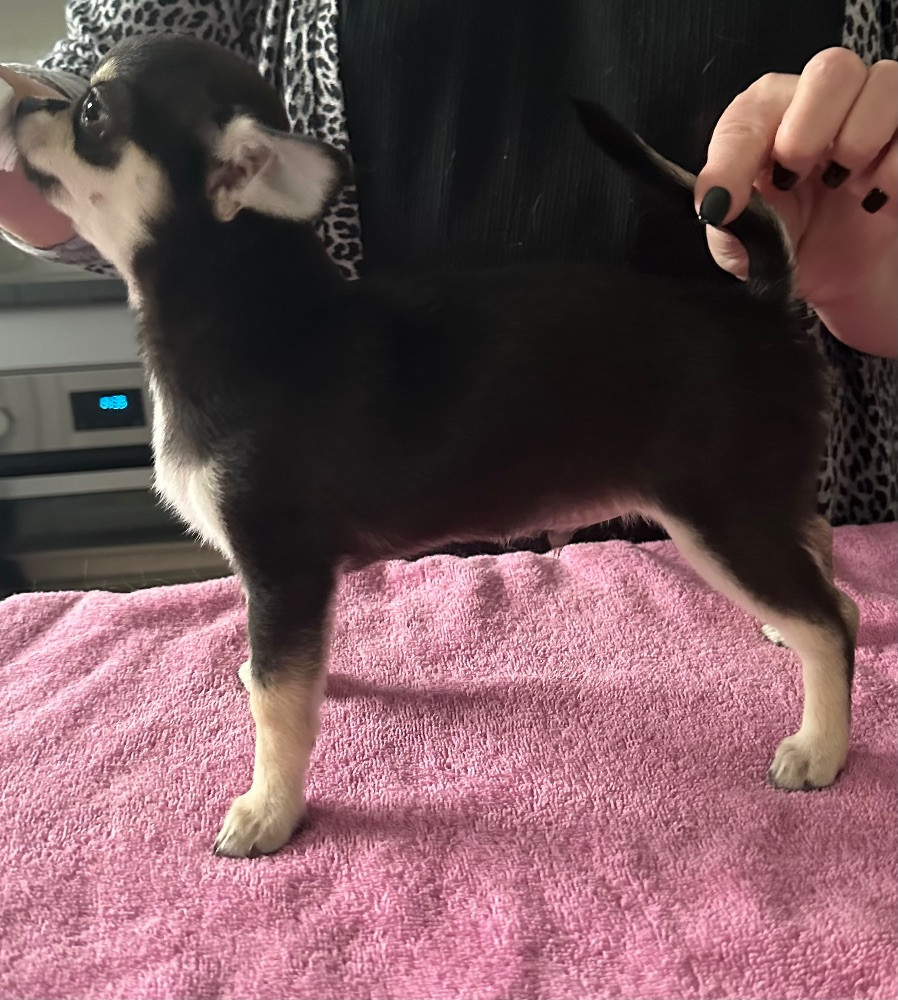 Chihuahua