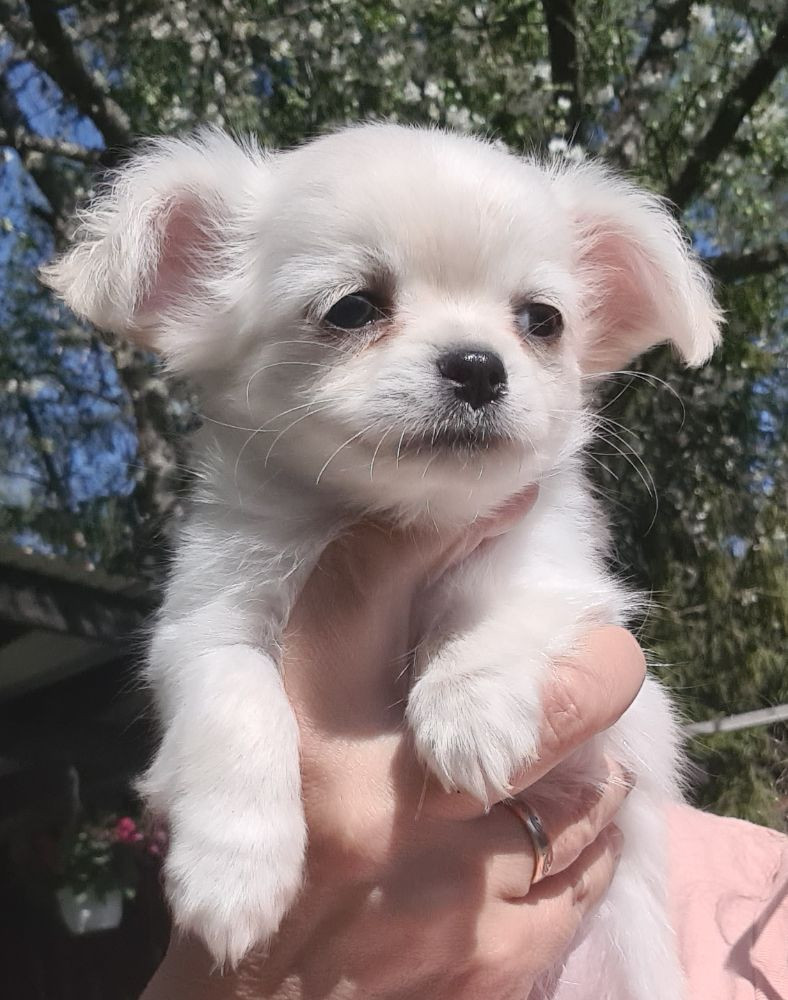 Glädjetorpets