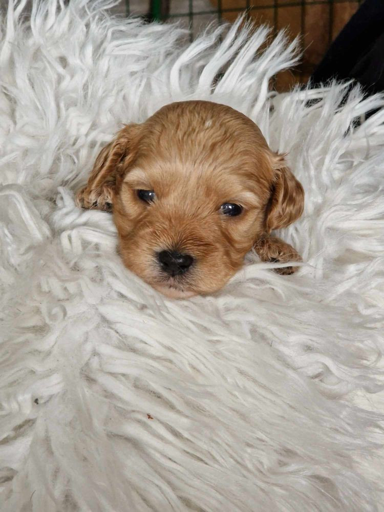Maltipoo