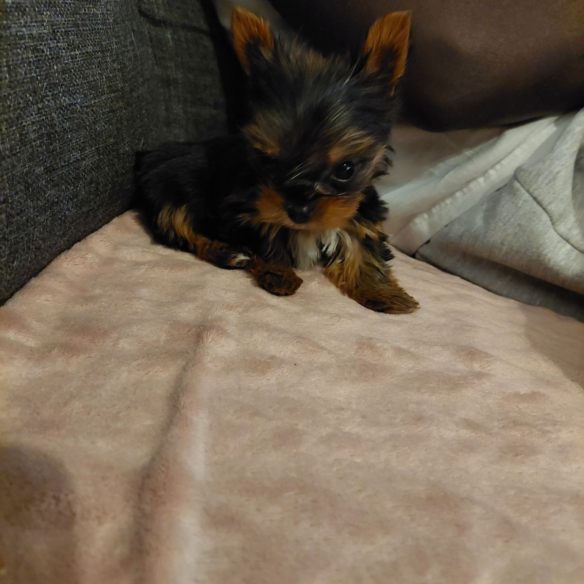 Yorkshireterrier