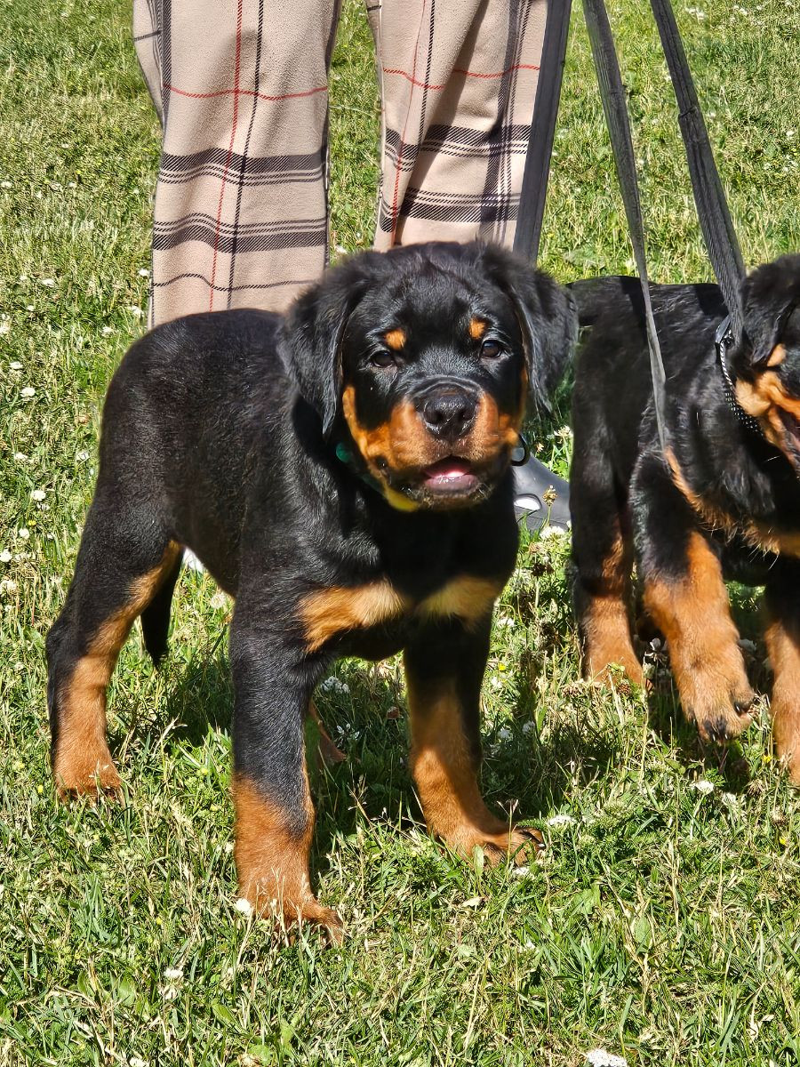 Rottweiler