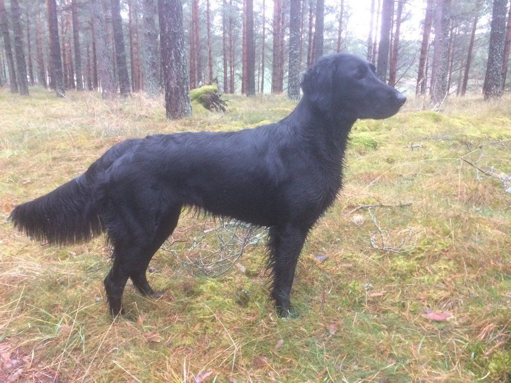 Trollkarlens Kennel