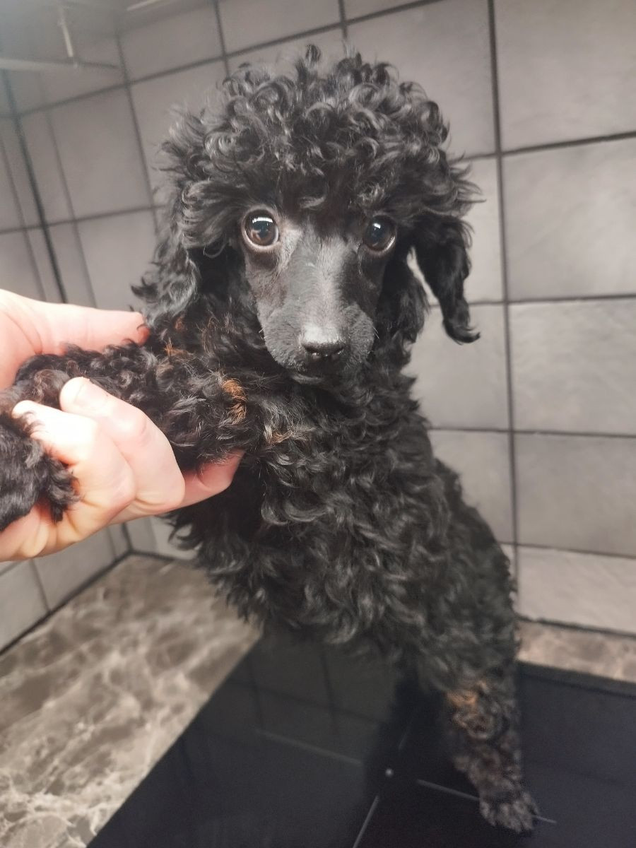 Dvergpuddel · 2025-10-16 · Hjortkvarn · Tanja N.