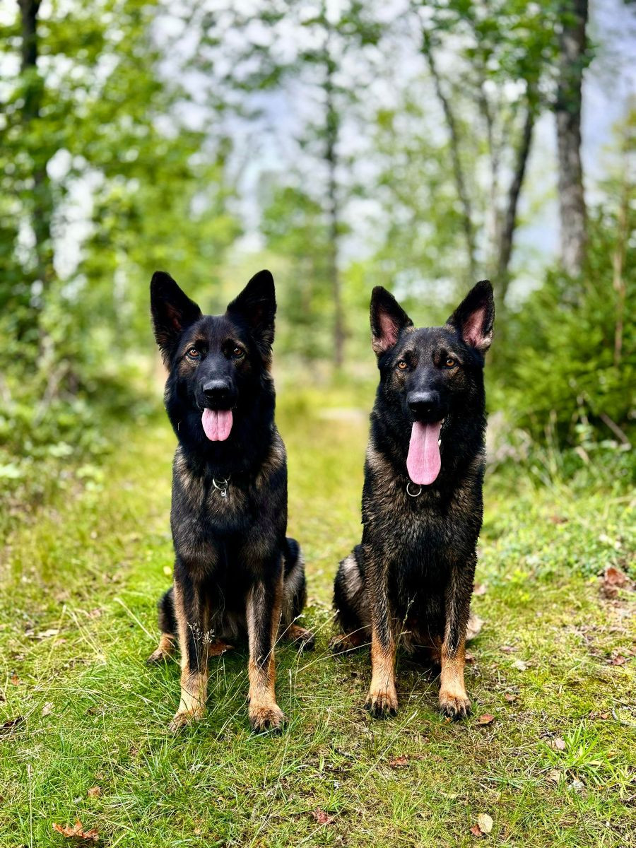 German Shepherd Dog