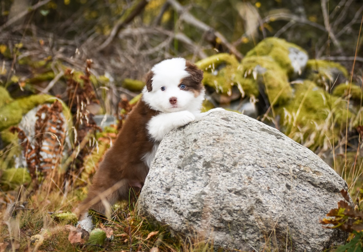 Miniature American Shepherd