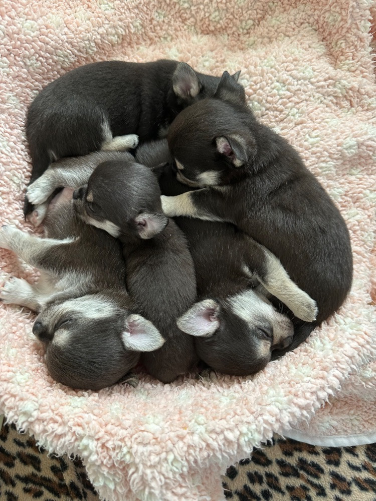 Mini chipette