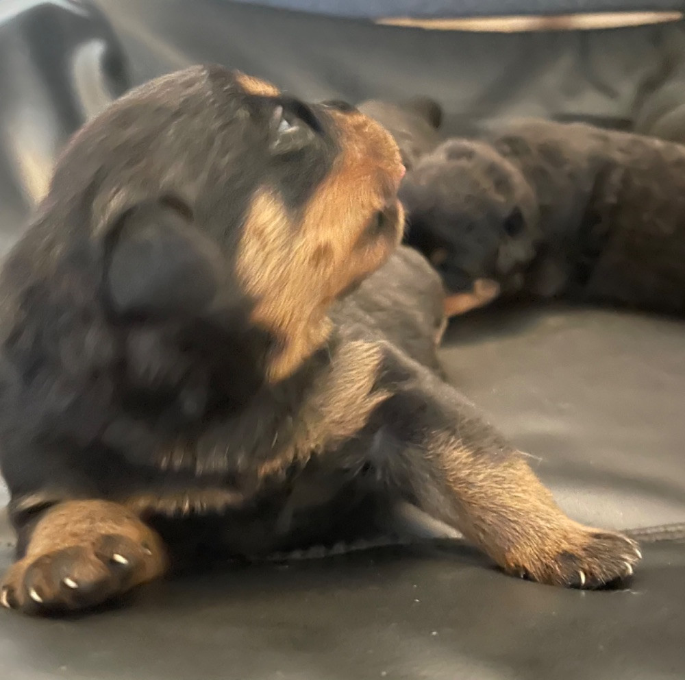 Magic North Rott