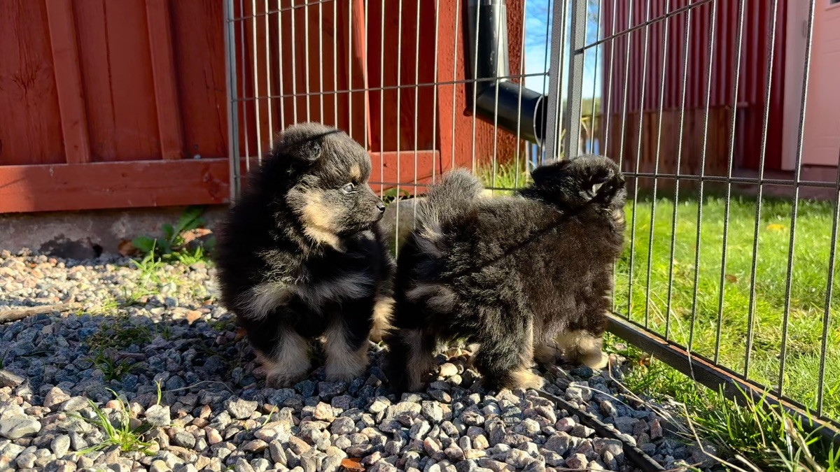 Småbitarnas