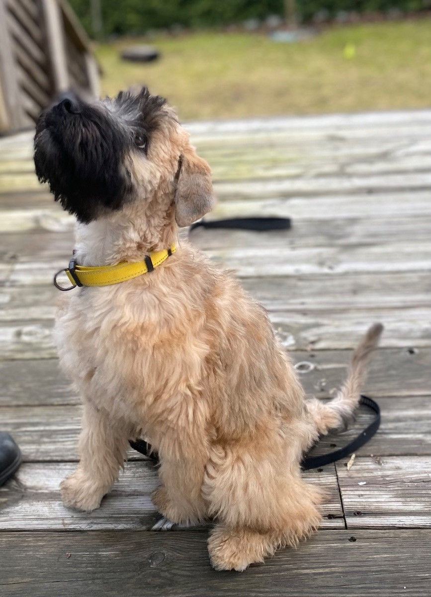 Irish Soft Coated Wheaten Terrier