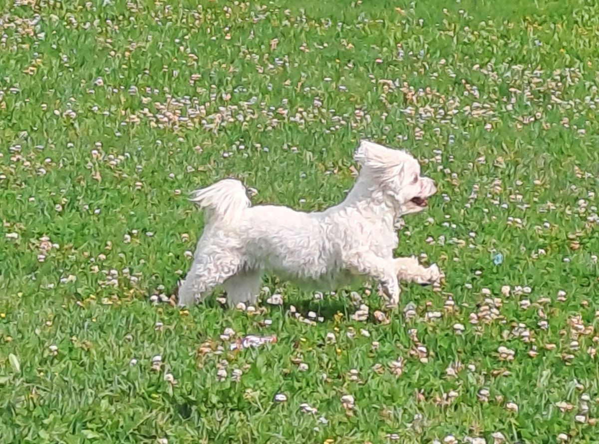 Maltipoo